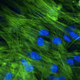 Illustration for article titled 3D Tissue Engineering May One Day Solve Both Impotence And Miscarriage